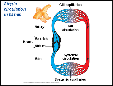 Single circulation in fishes