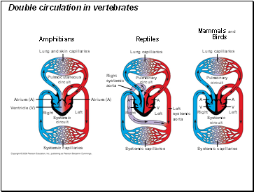 Double circulation in vertebrates