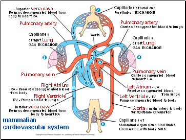 mammalian cardiovascular system