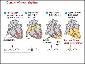 Control of heart rhyth