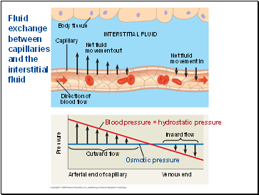 Fluid exchange between capillaries and the interstitial fluid