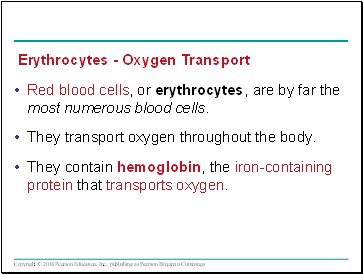 Red blood cells, or erythrocytes, are by far the most numerous blood cells.