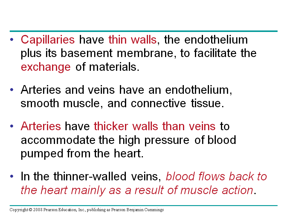 Blood Flow Velocity