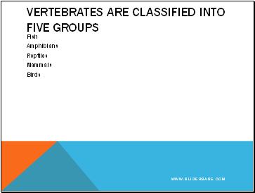 Vertebrates are Classified into Five Groups