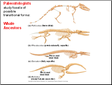Paleontologists study fossils of possible transitional forms: Whale Ancestors