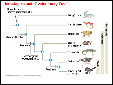 Homologies and Evolutionary Tree