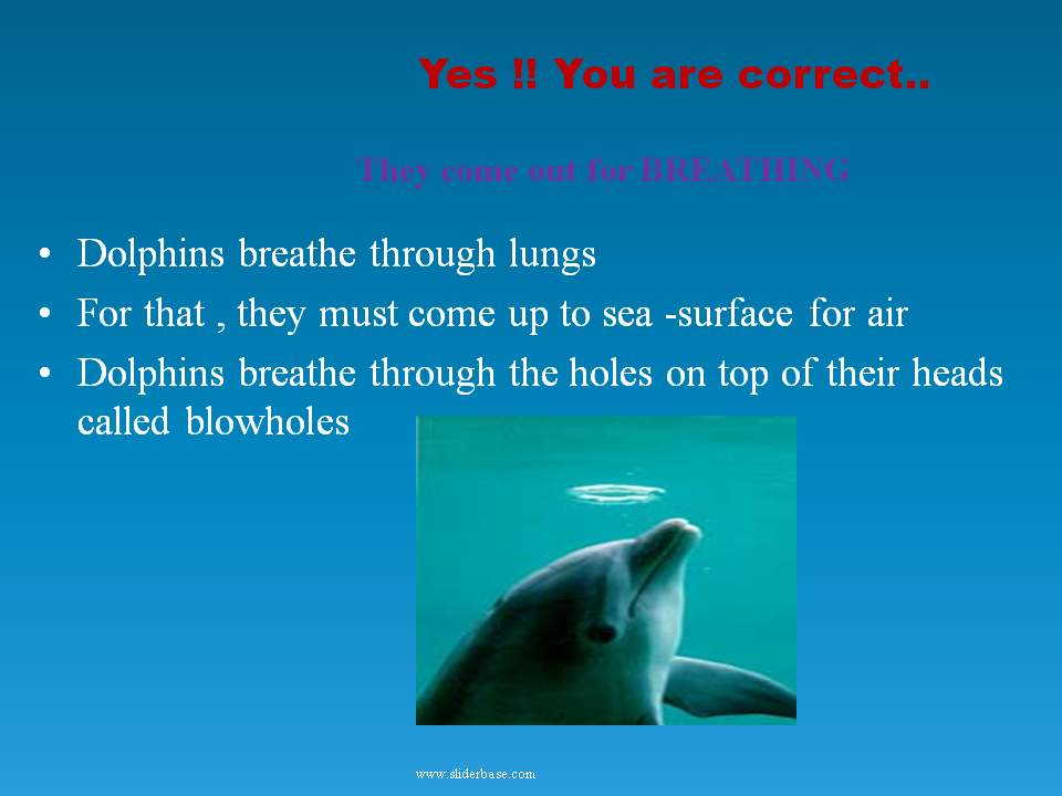 Dolphins - Presentation Biology
