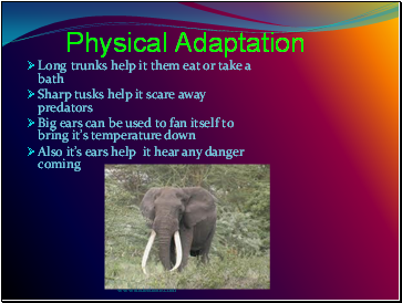 Physical Adaptation