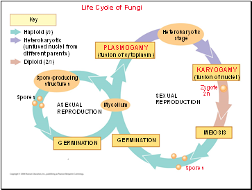 Life Cycle of Fungi
