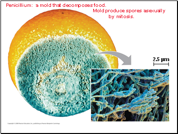 Penicillium: a mold that decomposes food. Mold produce spores asexually by mitosis.