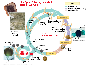 Life Cycle of the zygomycete Rhizopus black bread mold