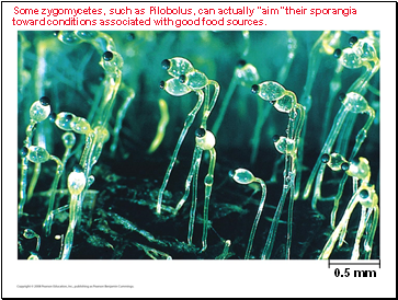 Some zygomycetes, such as Pilobolus, can actually aim their sporangia toward conditions associated with good food sources.