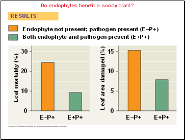 Do endophytes benefit a woody plant?