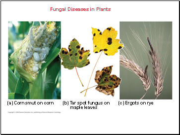 Fungal Diseases in Plants