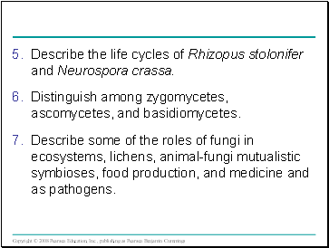 Describe the life cycles of Rhizopus stolonifer and Neurospora crassa.