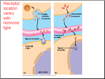Receptor location varies with hormone type