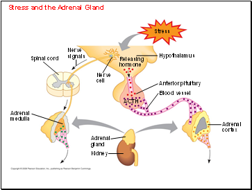 Stress and the Adrenal Gland