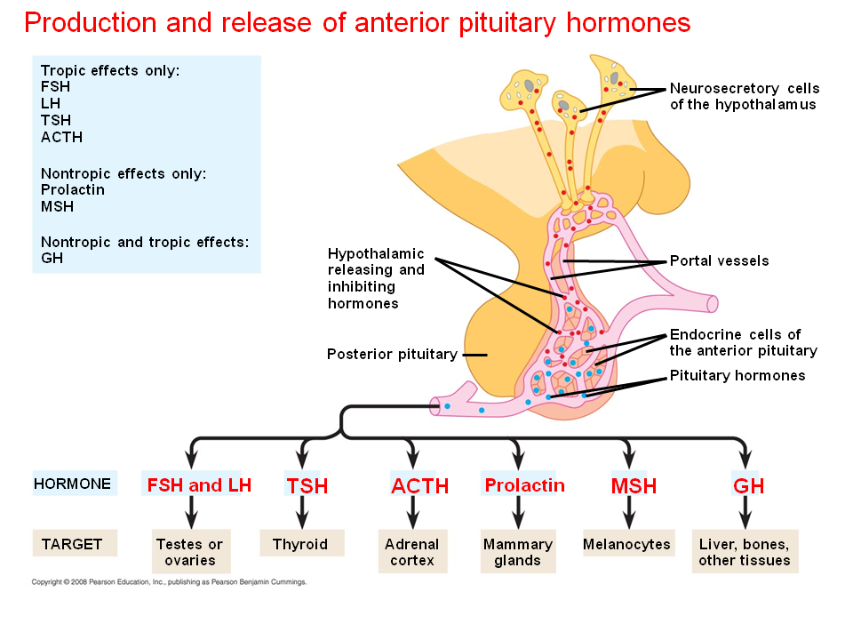 Hormones and the Endocrine System - Presentation Biology