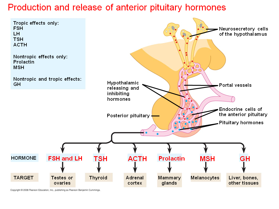 Anterior Pituitary Hormones