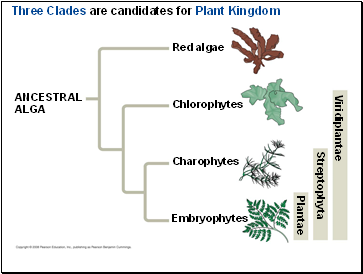 Three Clades are candidates for Plant Kingdom