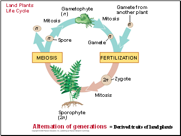 Land Plants Life Cycle