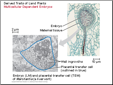 Derived Traits of Land Plants Multicellular Dependent Embryos