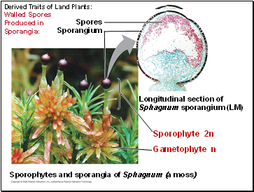 Derived Traits of Land Plants: Walled Spores Produced in Sporangia: