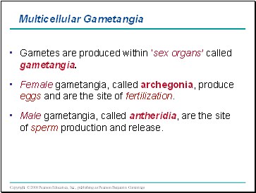 Multicellular Gametangia