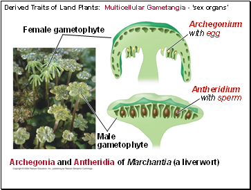 Derived Traits of Land Plants: Multicellular Gametangia - sex organs