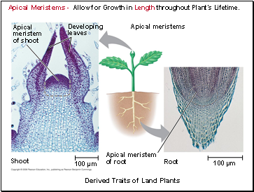 Apical Meristems - Allow for Growth in Length throughout Plants Lifetime.