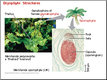 Bryophyte Structures