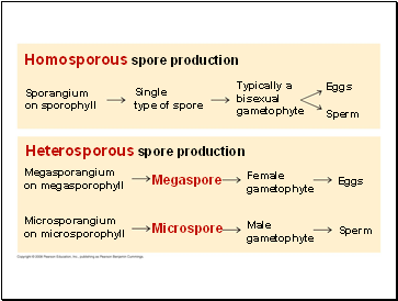 Homosporous spore production