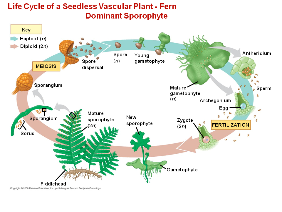 Walled Spores Produced in Sporangia