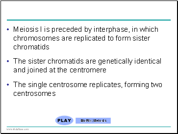 Meiosis I is preceded by interphase, in which chromosomes are replicated to form sister chromatids