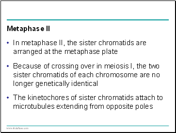 Metaphase II