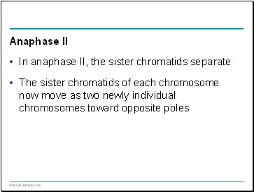 Anaphase II
