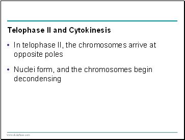 Telophase II and Cytokinesis