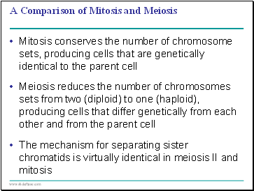 A Comparison of Mitosis and Meiosis