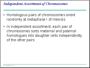 Independent Assortment of Chromosomes