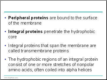 Peripheral proteins are bound to the surface of the membrane