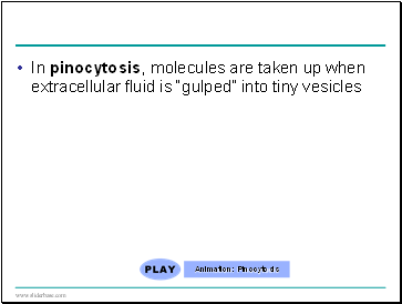 In pinocytosis, molecules are taken up when extracellular fluid is gulped into tiny vesicles