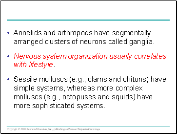 Annelids and arthropods have segmentally arranged clusters of neurons called ganglia.