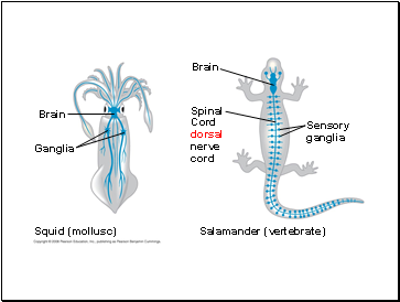 Squid (mollusc)