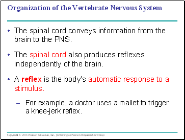 Organization of the Vertebrate Nervous System