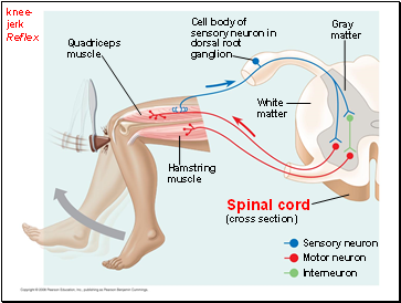 knee-jerk Reflex