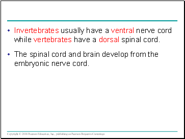 Invertebrates usually have a ventral nerve cord while vertebrates have a dorsal spinal cord.