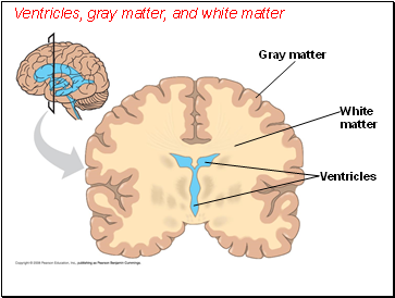 Ventricles, gray matter, and white matter
