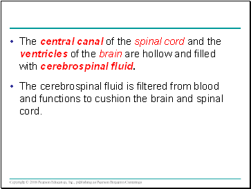 The central canal of the spinal cord and the ventricles of the brain are hollow and filled with cerebrospinal fluid.