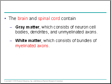 The brain and spinal cord contain