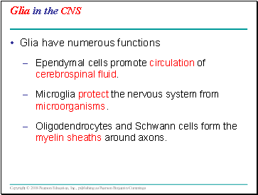 Glia in the CNS
